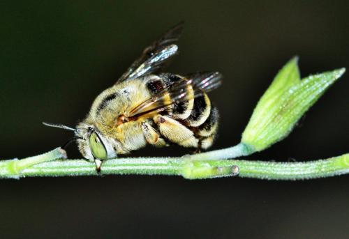 Réf. 238 824 : Amegilla garrula